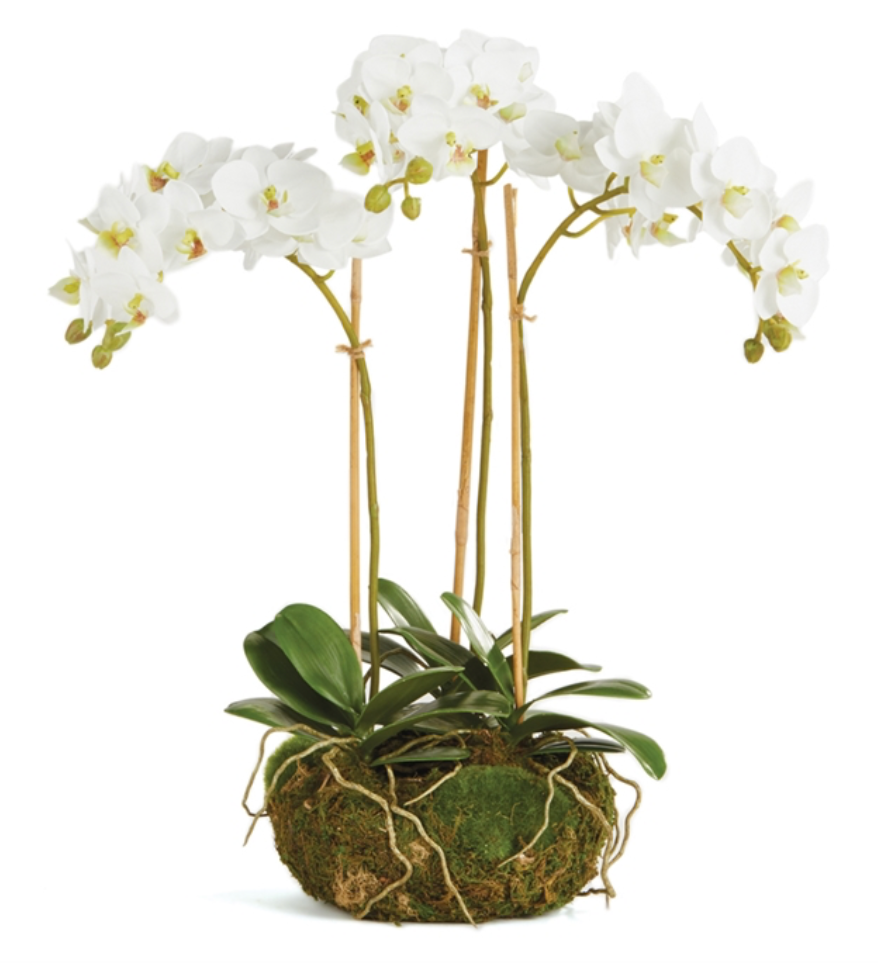 PHALAENOPSIS 16" MINI GARDEN DROPIN