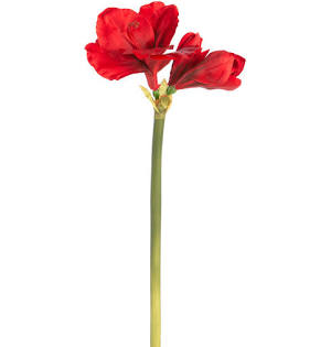 Amaryllis Stem Red