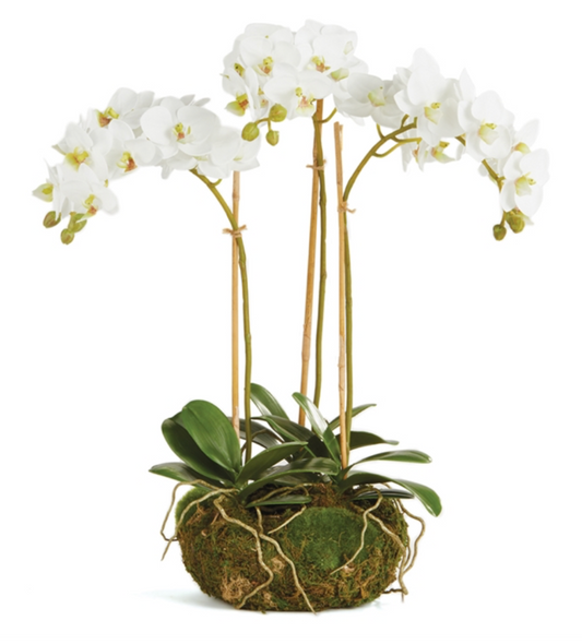 PHALAENOPSIS 16" MINI GARDEN DROPIN