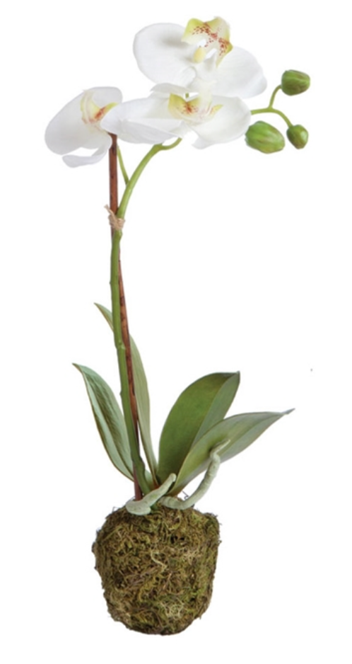 CC 15" PHALAENOPSIS DROP-IN