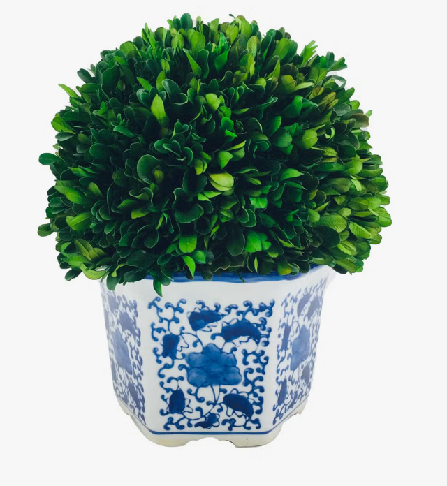 Preserved Boxwood Ball in Blue & White Ceramic Pot