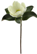 26" White Magnolia Stem