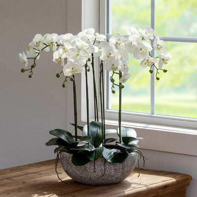 PH- Phalaenopsis Orchid Plant in Concrete Bowl