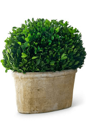PH- Potted Boxwood LG