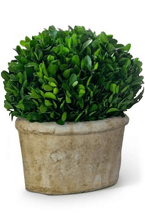 PH- Potted Boxwood SM